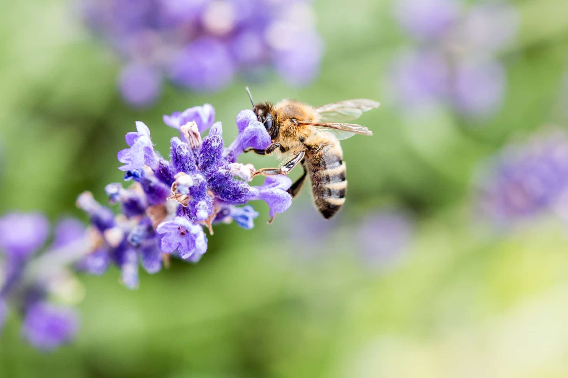 10 Easy Things You Can Do To Help Bees Survive - Little Garden Lessons