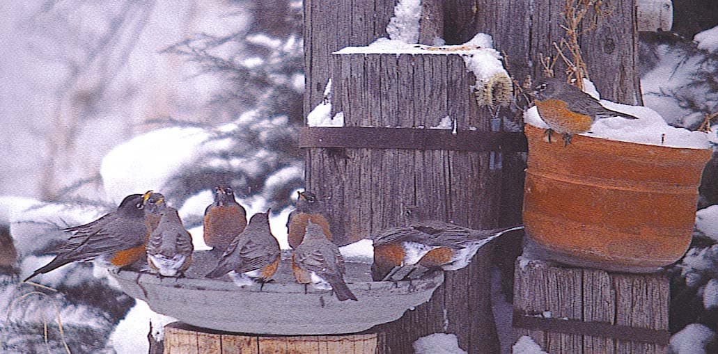 3 Things Birds Need In The Winter - Little Garden Lessons